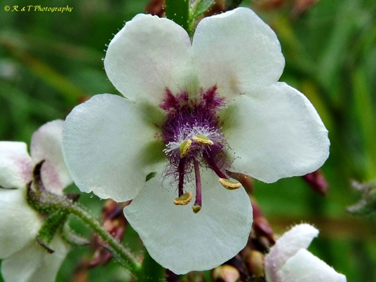 {Verbascum blattaria}